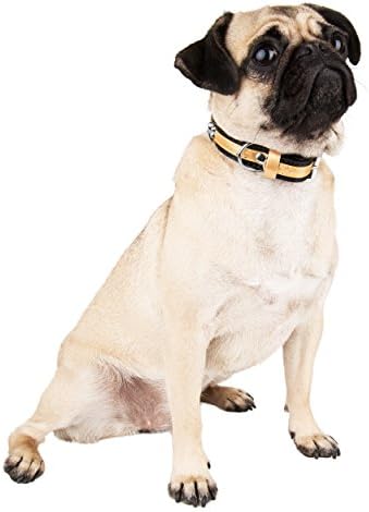 CueCue Pet Bone Studded Two Tone Pet Collar, Medium, Gold/Black