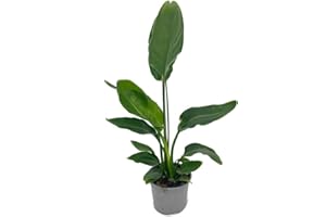 GARDEN CENTER SHOP BY VM STRELITZIA REGINA M20 60-75 CM | PIANO NATURALE | Uccello del paradiso | PERFETTO PER ESTERNO | PRODUCE FIORI