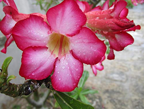 Preisvergleich Produktbild VERO PUZZLE 76193 by Regina Natur - Desert Rose (Wüstenrose) 500 Teile