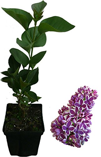 Edelflieder - Sensation - Flieder Pflanze Syringa vulgaris