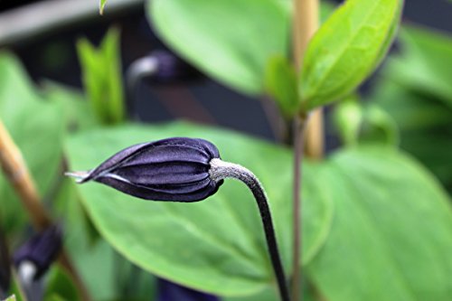 Clematis, Waldrebe, Stauden-Clematis – Im 2lt. Topf, Höhe 60-100cm, mit 3 Bambus gestäbt - 4
