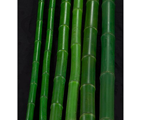 Bambusstange grün gefärbt Durch. 4,8 bis 6,5cm 200cm, Moso – Bambusrohre, Rohre aus Bambus, Bambus Rohre Bambusrohr –> großes Sortiment an Sichtschutz, Bambus, Schilf und Naturprodukte für Garten - 3