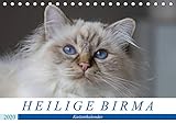 Heilige Birma Katzenkalender (Tischkalender 2020 DIN A5 quer) by