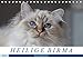 Heilige Birma Katzenkalender (Tischkalender 2020 DIN A5 quer) by