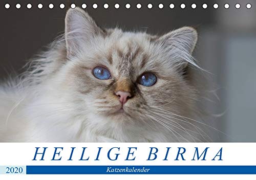 Heilige Birma Katzenkalender (Tischkalender 2020 DIN A5 quer)
