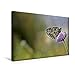 Produktbild Calvendo Premium Textil-Leinwand 45 cm x 30 cm Quer, Schachbrettfalter (Melanargia galathea) auf Witwenblume | Wandbild, Bild auf Keilrahmen, Fertigbild auf Echter Leinwand, Leinwanddruck Tiere Tiere