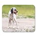 Produktbild Luancrop Mausunterlage Brown-entzückender englischer Setzer-Jagdhund im Wiesen-Grün Mousepad für Notizbücher, Tischrechner-Mausunterlagen, Bürozubehöre