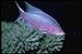 Produktbild 427055 This Bizarre Basslet Is Called The Purple Queen A4 Photo Poster Print 10x8