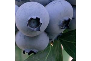 BAUMSCHULE WEDROWSKI W Myrtille Mi-Tardive Bonus 1L - Plante de Jardin, Arbres fruitiers - la Décoration Parfaite pour Votre Propriété - Pour les Débutants et les Jardiniers Professionnels