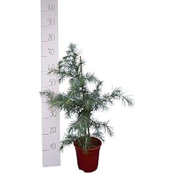 Nordmann-Tanne - Abies nordmanniana – Weihnachtsbaum