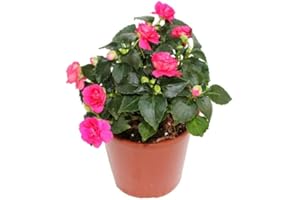 DECOALIVE La Planta Alegría Natural La Opción Perfecta para Decorar Interiores y Exteriores