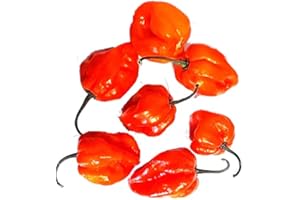 ‎KAJAL frische rote Habanero Chilli 1 x 100g extrem Scharf HOT PEPPER