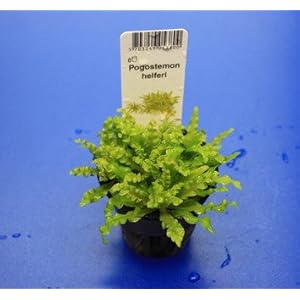 TROPICA Kleiner Stern 'Daonoi' - Sternkraut / Pogostemon helferi