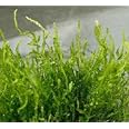 Dennerle Flame Moss Growing on Bogwood *Taxiphyllum Sp* Live Plants ...
