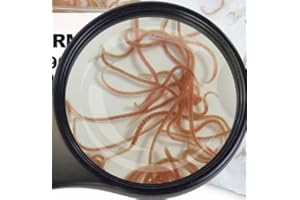 SAHAWA Fischfutter Lebendfutter Freie Auswahl 90 ml Beutel viele Sorten schneller gekühlter Versand (Glanzwürmer 90 ml)