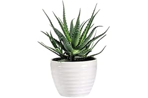 Aloe Vera Potted House Plant Easy to Grow Your Own Succulent Plant Indoors Producing a Soothing Gel with Healing Benefits, 2 x Aloe Vera Houseplant in 10.5cm Pot by Thompson & Morgan