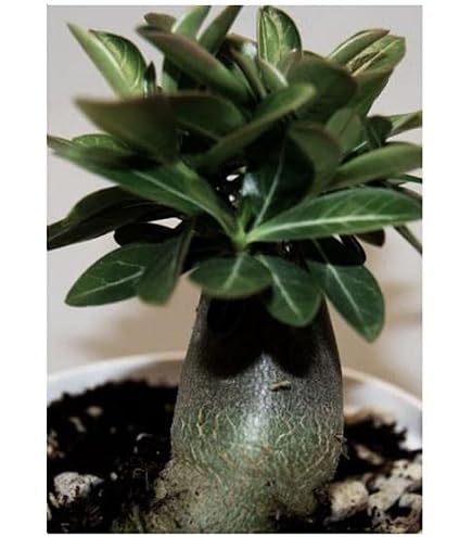 20 Rare Caudex Plant Seeds Mix - Exotic Caudiciform Succulents For Bonsai & Collection