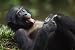 Produktbild Postkarten-Serie Tiere aus Afrika (Affen): "FRECHER TEENAGER - SCHIMPANSEN-JUNGE (BONOBO) STRECKT DIE ZUNGE RAUS - 10511"