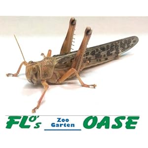 Wüstenheuschrecken groß Dose