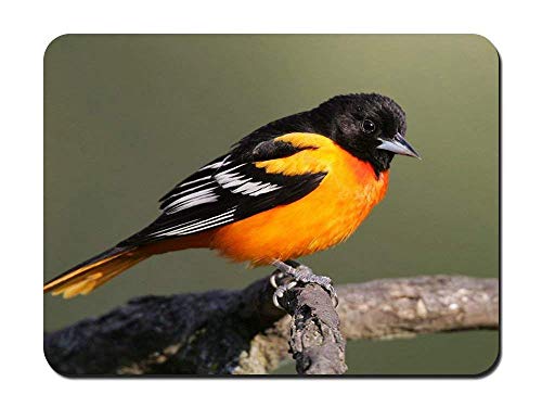 Preisvergleich Produktbild BGLKCS