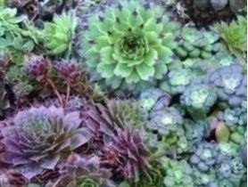 Just Seed Hauswurz / Sempervivum, gemischt, große Packung, 2.500 Samen