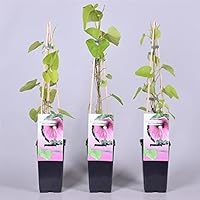 Pfeifenwinde Topf 2 Liter 40-60 cm - Aristolochia macrophylla - Kletterpflanze