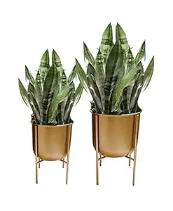 S.F.Decor Metal U Shape Pot Stand Planters, Indoor/Outdoor Planters for Balcony, Living Room Decoration (Golden, Set of 2)
