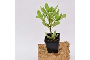 MONDOPIANTE Pianta Pittosporum Tobira Variegato Vaso 7cm,Altezza 10/15cm