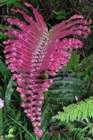 Blechnum sp. Pink Panama - Pink fern - 10 seeds