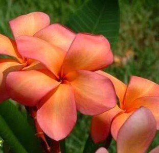 Plumeria 4 Samen "Orange Peach" Frangipani Samen