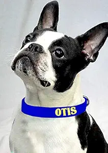 Kataria Studio Personalized Dog Collar Belt for Different Sized Dogs (Blue)