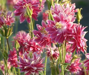 Gefüllte weiss-rote Akelei 30 Samen, Akelei Nora Barlow, Aquilegia Nora Barlow - 2