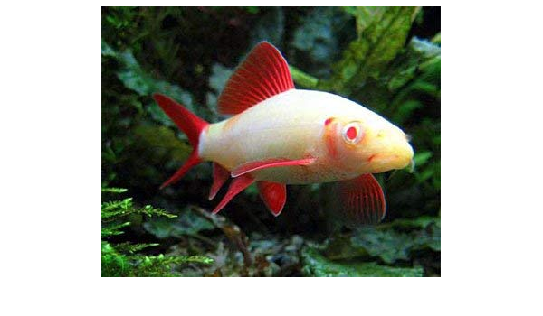 amazon aquarium fish