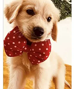 For The Fur Kids Dog Bow Tie: Cute Polka Bow Tie for Pets, Dog Accessory (Red), 1 Piece