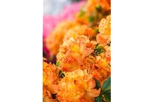 PLANTAPRO Rhododendron lut. 'Gibraltar' Sommergrüne Azalee 40-60cm im Topf gewachsen