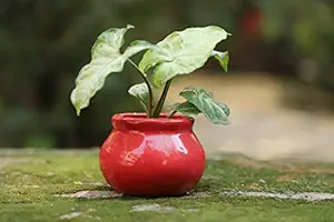 Lyallpur Stores Ceramic Planter Stand for Outdoor Red Color, Round Shape Ceramic Planter for Balcony, Home, Garden Decor. (Plants Not Included, Pack of 1)