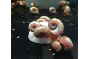 Garnelio Crustarock - Pietra minerale per lumache, granchi e granchi 1 pz.