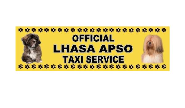 lhasa apso service dog