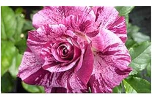 STAKEHILLNURSERIES.CO.UK Purple Tiger - Floribunda rose - radice nuda rose - ideale per regalo - ora disponibile