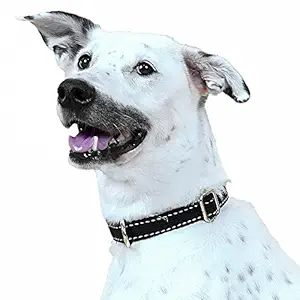 Heads Up For Tails Jungle Collection Cotton Adjustable Dog Collar - Black - L