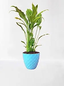 VishNature Peace Lilly Plant in Sky Blue Kohinoor Plastic Pot/Indoor/Outdoor/Living/Live Plant/Air Purifying