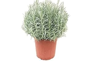 NATURGARDEN Curry Planta Natural Pequeña Con Maceta - Planta Aromática y Culinaria