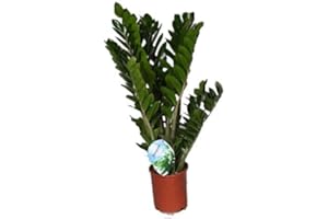 Lucky Feather, Zamioculcas Zamiifolia, Zamie, Zamia Fern, Zamia Palm, Easy-care Indoor Plant