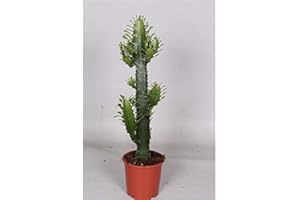 PERFECT PLANTS Euphorbia acruensis Cactus House Plant in a 17cm Pot. Approx 60cm Tall.