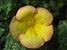 Produktbild Portal Cool Samen Paket: Achimenes 'Stans Valentine' Rhizome 1 Stück, fri !! (423) Neue !!!!!!!
