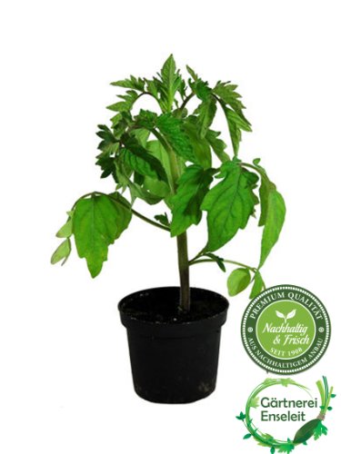 Tomatenset, 6 Tomatenpflanzen,Tomate,Fleischtomate,Cocktailtomate - 4