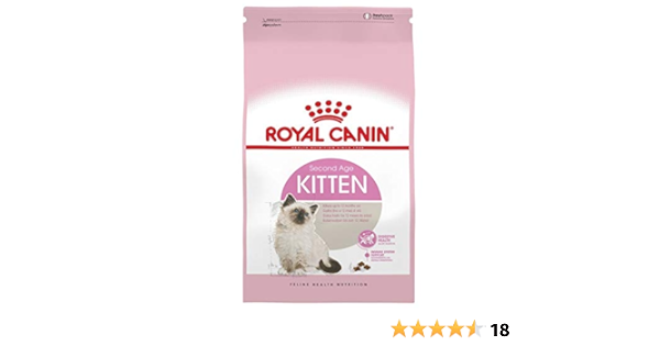 oatmeal cat plotting to kill you