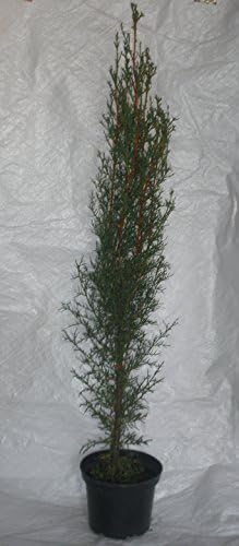 Italian Cypress, Cupressus Semperviren, Totem Pole 100 - 120 cm. inc. Pot X 2