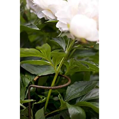 Suchergebnis auf Amazon.de für: pflanzenstützen: Garten