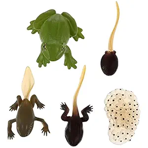 NUOBESTY 5pcs Life Cycle of Frog Animal Life Cycle Kit Mini Insect Figurines STEM Science Biology Growth Learning Educational Toys for Toddlers Children Kids